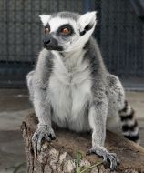 Ring-tailed lemur