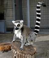 Ring-tailed lemur