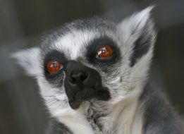 Ring-tailed lemur