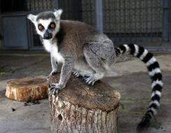 Ring-tailed lemur