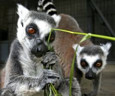 Ring-tailed lemur