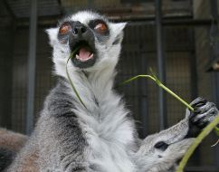 Ring-tailed lemur