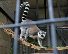 Ring-tailed lemur