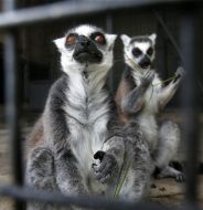 Ring-tailed lemur