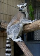 Ring-tailed lemur