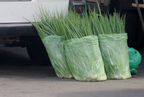 Packages with onions