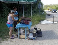 The people sell fruits and mushrooms 