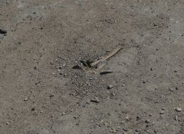 Ruined house in Slavyansk