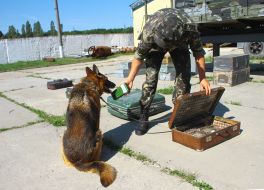 Cynologist with a dog