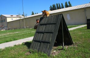 Cynologist with a dog