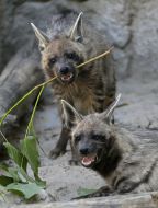 Couple hyen in the Kiev Zoo