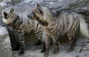 Couple hyen in the Kiev Zoo