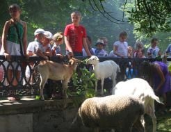 Children look at goats