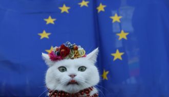 Кот на фоне флага ЕС
