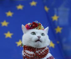 Кот на фоне флага ЕС