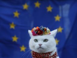 Кот на фоне флага ЕС