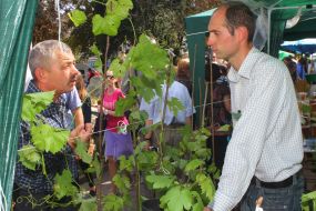 Фестиваль "Свято винограду і вина"