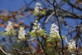 Blooming chestnut