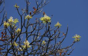 Blooming chestnut