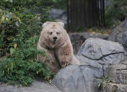 White bear