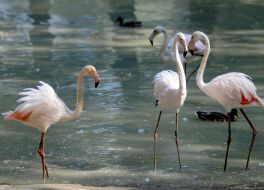 White flamingos