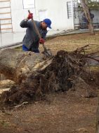 Поваленное дерево