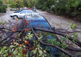 Поваленное дерево на автомобиле