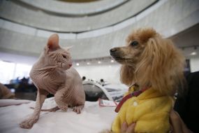 A cat and dog