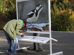 Photo exhibition "Forest stories"