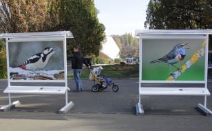 Photo exhibition "Forest stories"