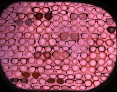 Art object "the world through rose-colored glasses" 