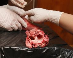 Training for Ukrainian military doctors