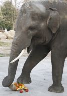 Elephant Horace