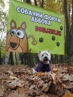 Sport Competitions for Dogs «DOG DAYs»