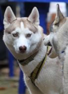 Sport Competitions for Dogs «DOG DAYs»