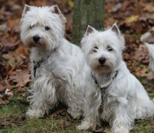 Sport Competitions for Dogs «DOG DAYs»