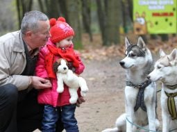 Sport Competitions for Dogs «DOG DAYs»