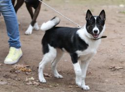 Sport Competitions for Dogs «DOG DAYs»