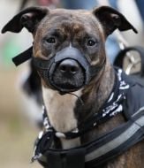 Sport Competitions for Dogs «DOG DAYs»