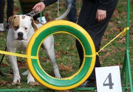 Sport Competitions for Dogs «DOG DAYs»