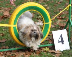 Sport Competitions for Dogs «DOG DAYs»