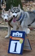 Sport Competitions for Dogs «DOG DAYs»