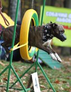 Sport Competitions for Dogs «DOG DAYs»