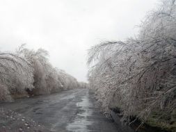 Icing trees in Zaporozhye