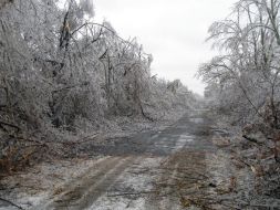 Icing trees in Zaporozhye