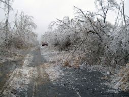 Icing trees in Zaporozhye