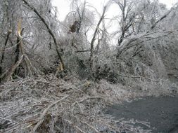Icing trees in Zaporozhye