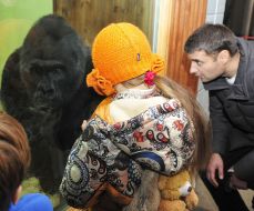 The male of gorilla Tony