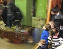 The male of gorilla Tony