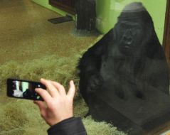 The male of gorilla Tony